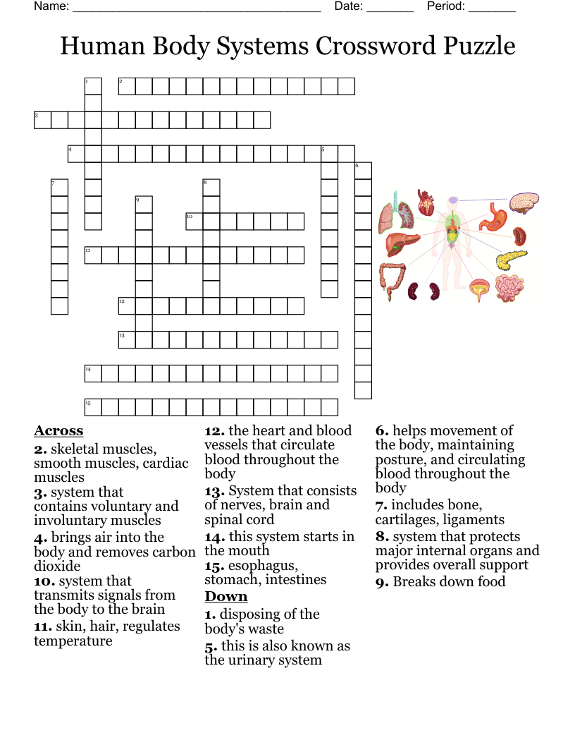 Human Body Systems Crossword Puzzle Worksheet Answers Free Crossword